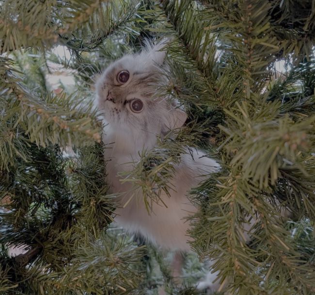 Our cat Luna in the Christmas tree