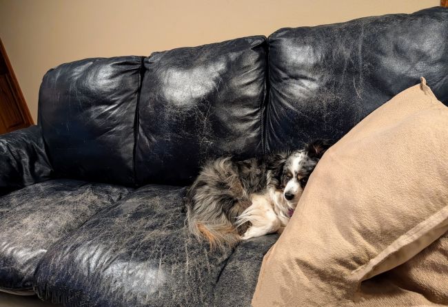 Our old sofa with our dog Jasmine taking ownership