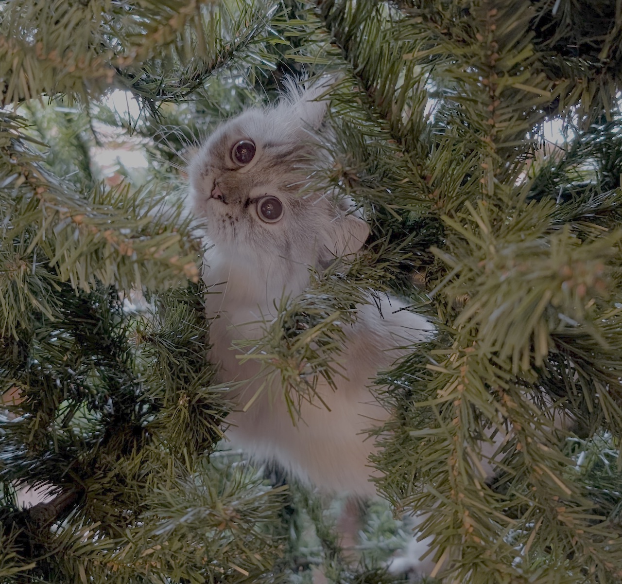Christmas Tree Kitten