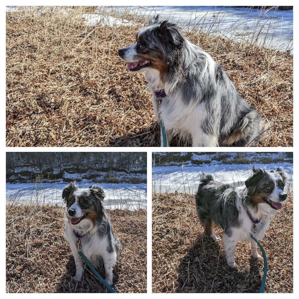 This dog is done with winter